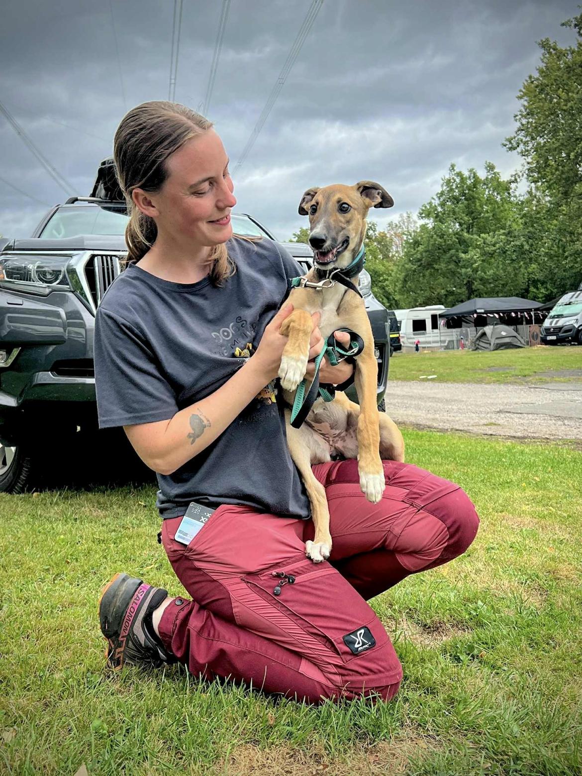 Greyhound Easy (Stemgrove Just The Fast) billede 1