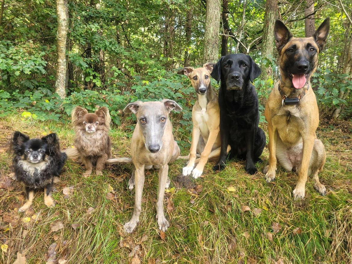 Greyhound Easy (Stemgrove Just The Fast) billede 2