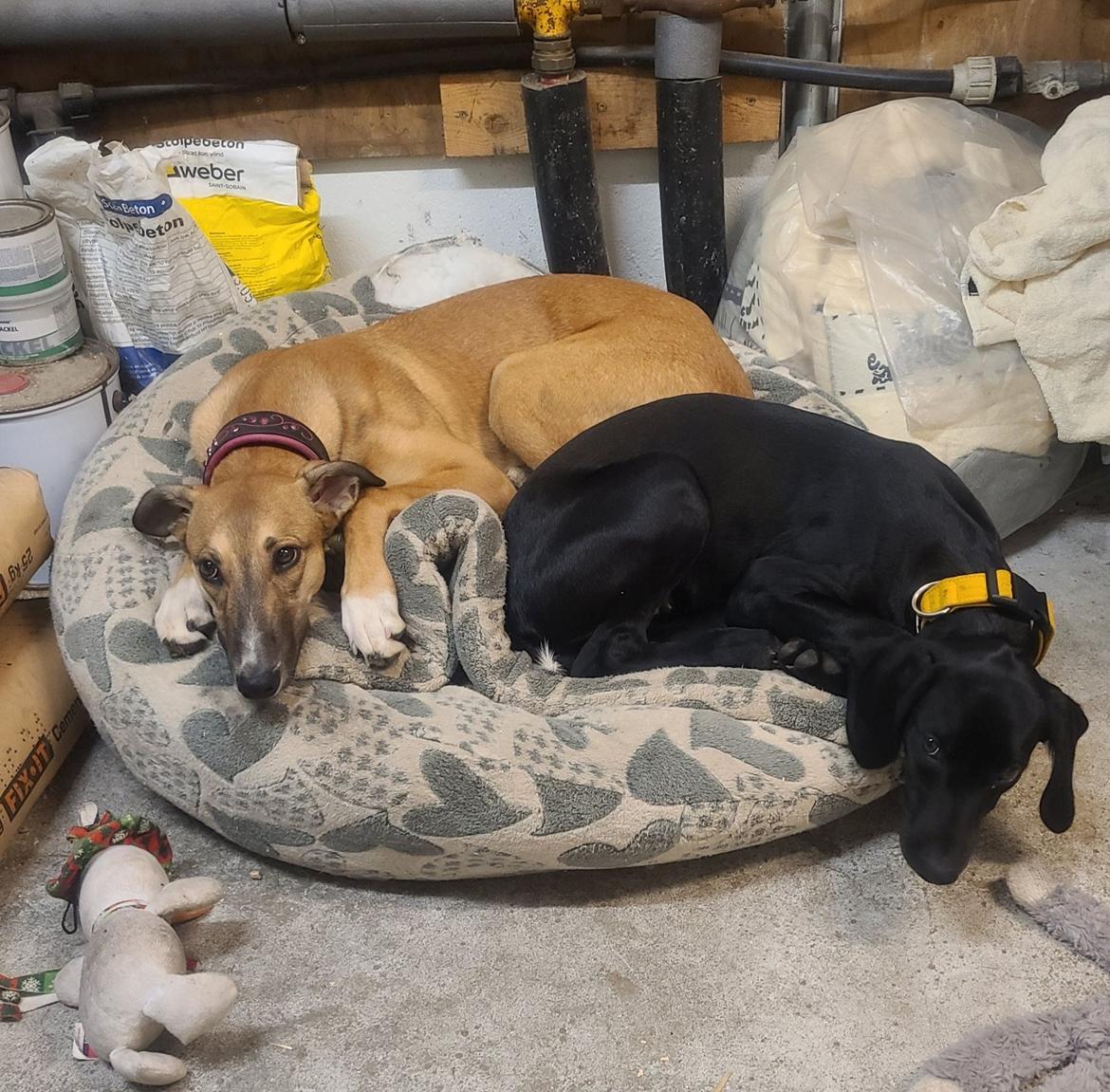 Greyhound Easy (Stemgrove Just The Fast) billede 4