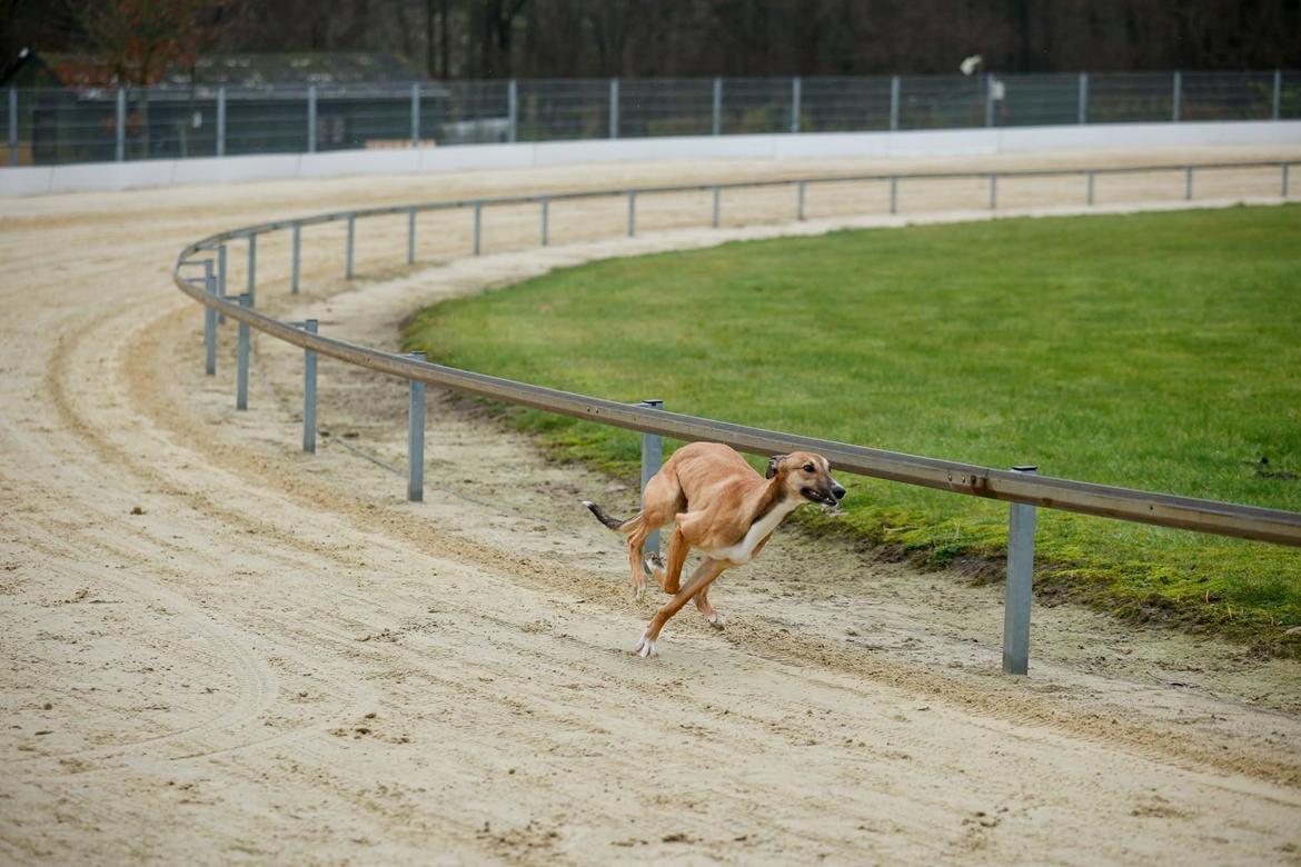Greyhound Easy (Stemgrove Just The Fast) - Væddeløbstræning 7/12-25 billede 12