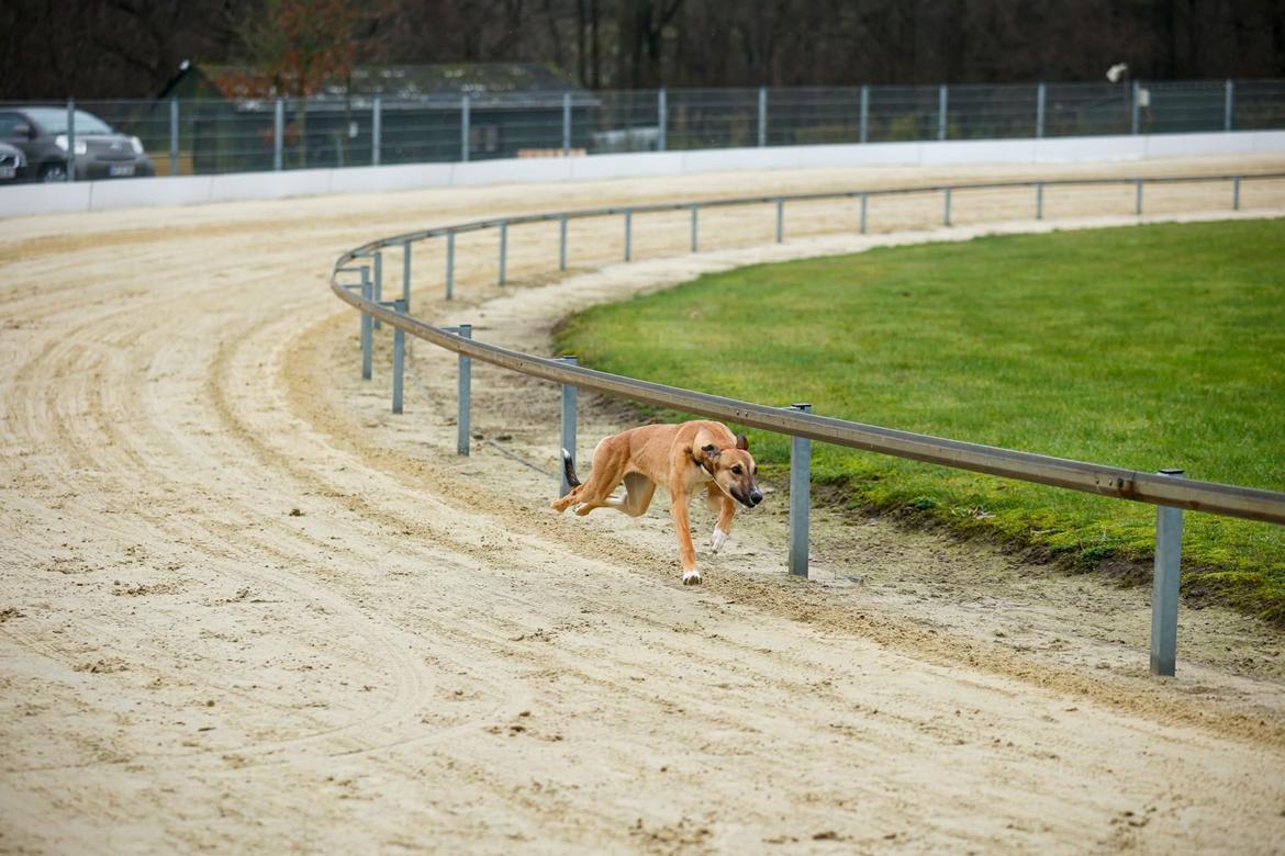 Greyhound Easy (Stemgrove Just The Fast) - Væddeløbstræning 7/12-25 billede 13