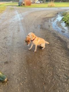 Labrador retriever Puk billede 2