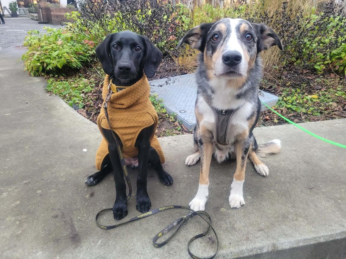 Blanding af racer Hyper billede 4