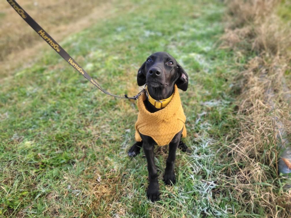 Blanding af racer Hyper billede 7