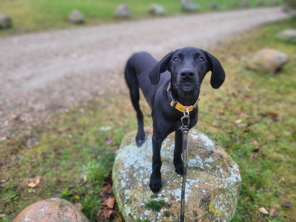 Blanding af racer Hyper billede 8