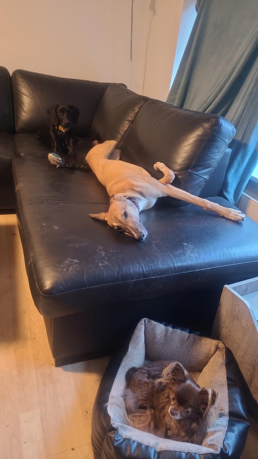 Blanding af racer Hyper billede 11