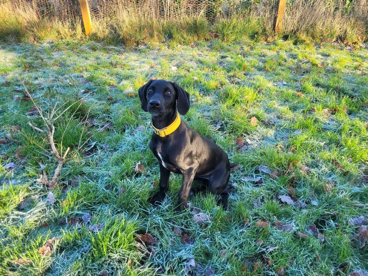 Blanding af racer Hyper - Første dag hjemme billede 3