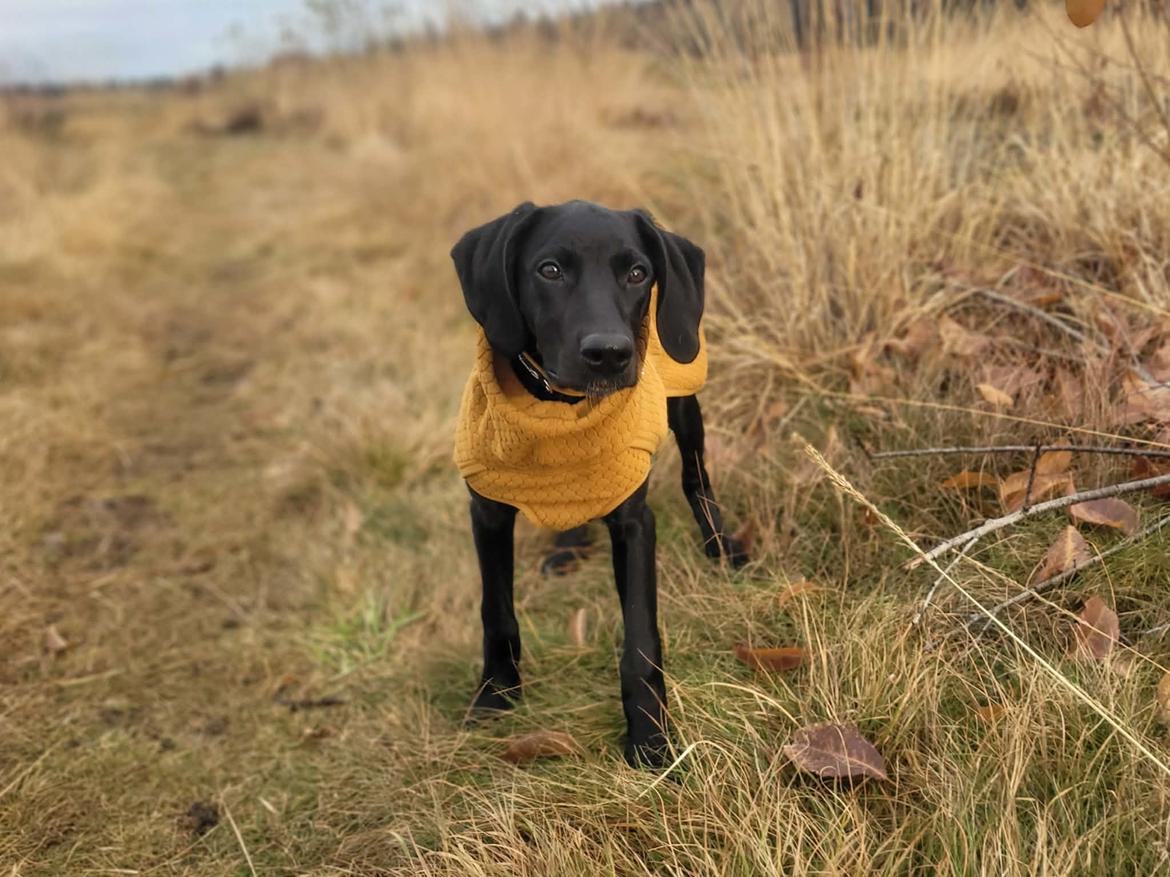 Blanding af racer Hyper billede 6