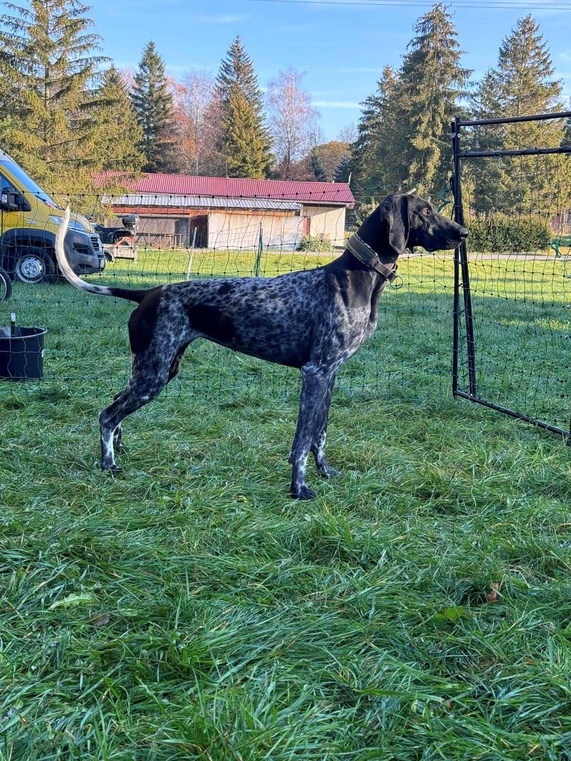 Blanding af racer Hyper - Mor Ria billede 13