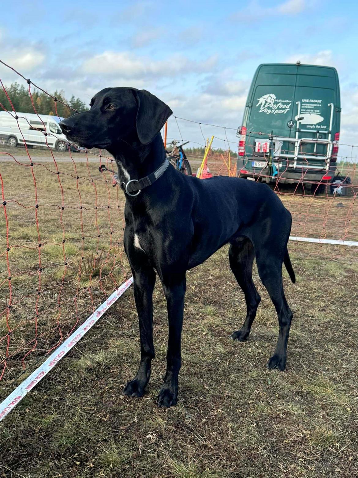 Blanding af racer Hyper - Far Timon billede 14