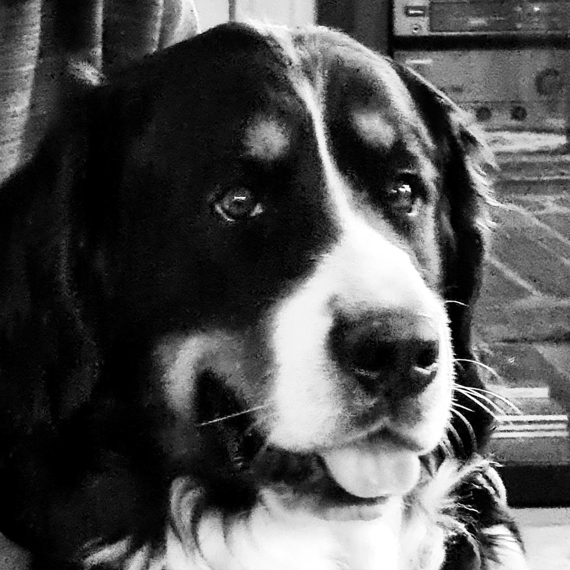 Berner sennenhund Bella billede 1