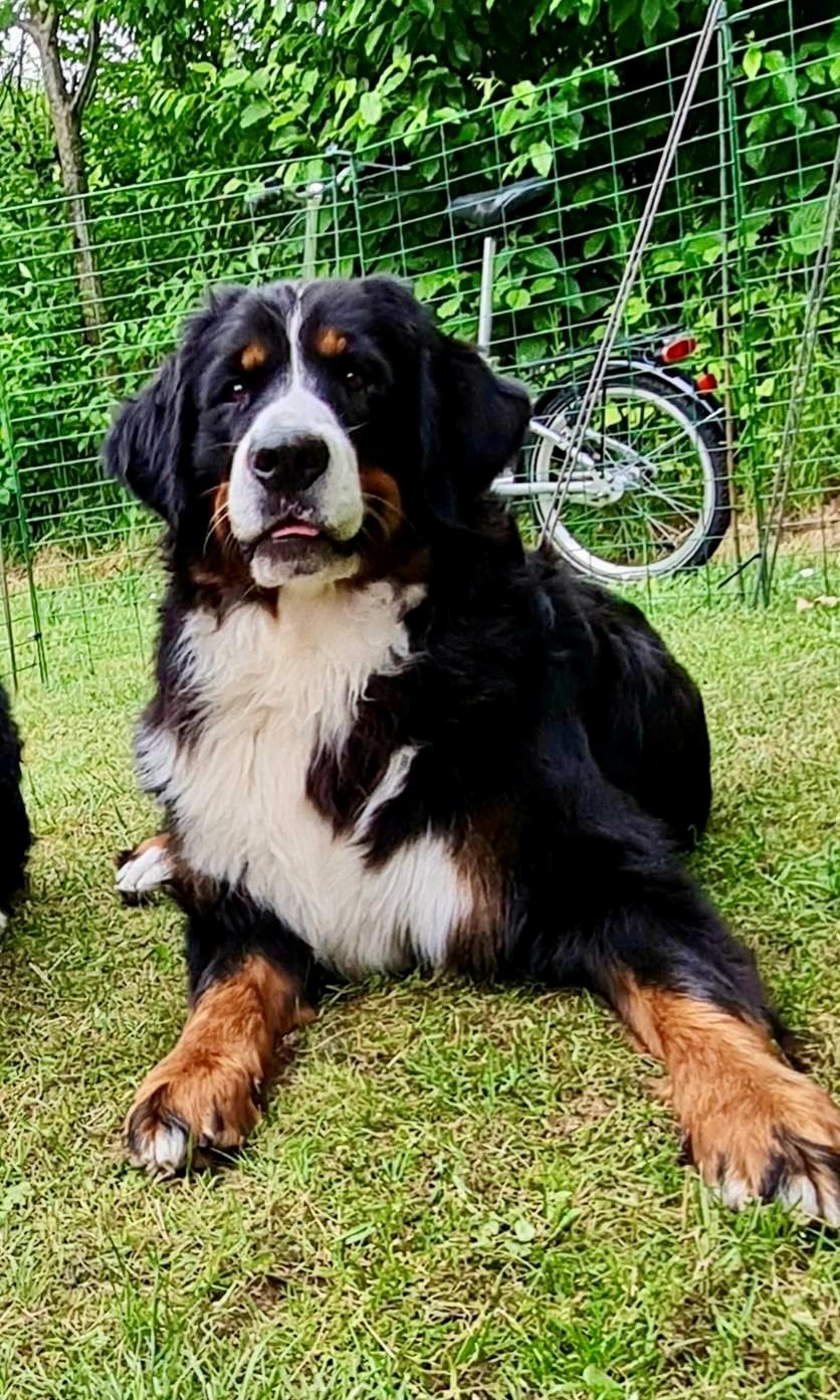 Berner sennenhund Bella billede 3