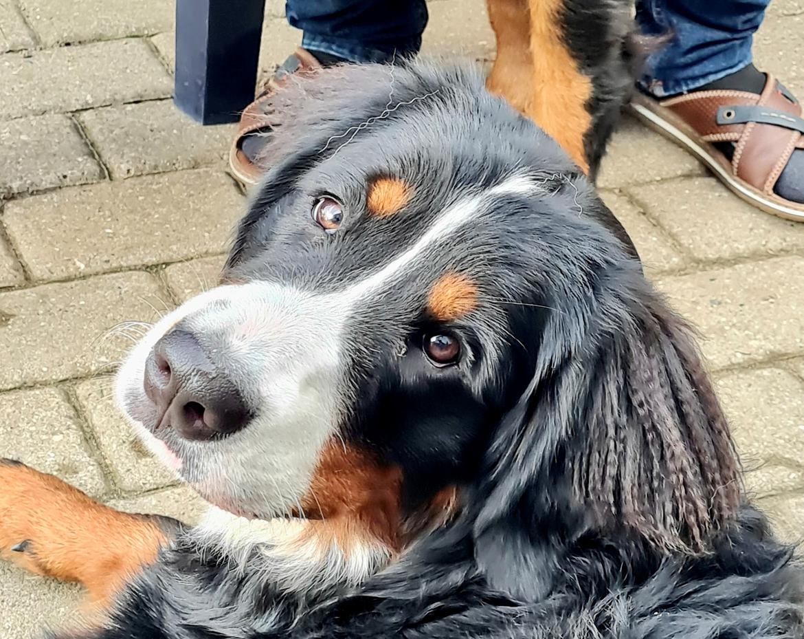Berner sennenhund Bella billede 2