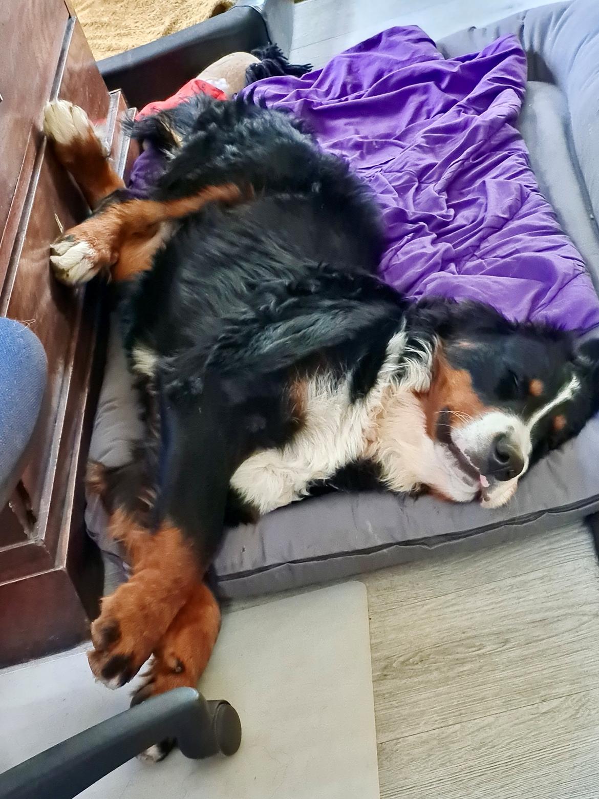 Berner sennenhund Bella billede 5