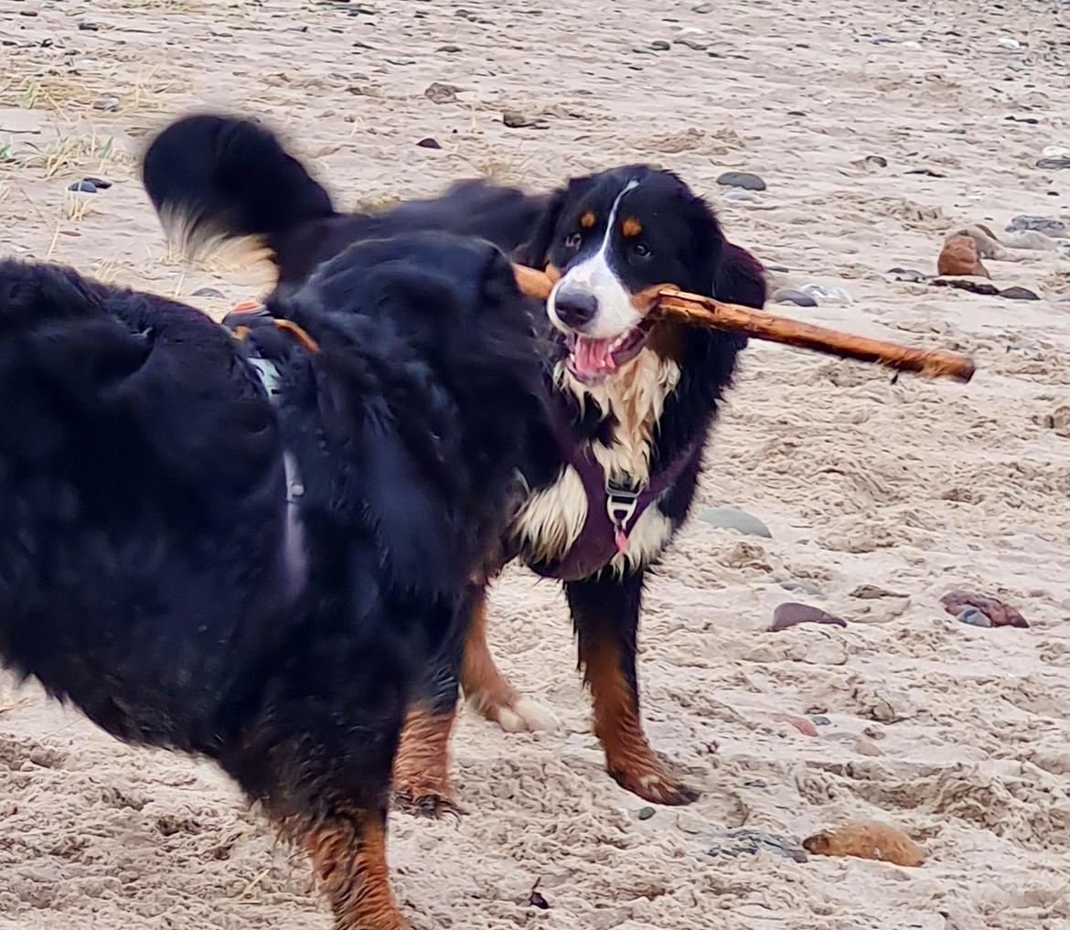 Berner sennenhund Bella billede 6