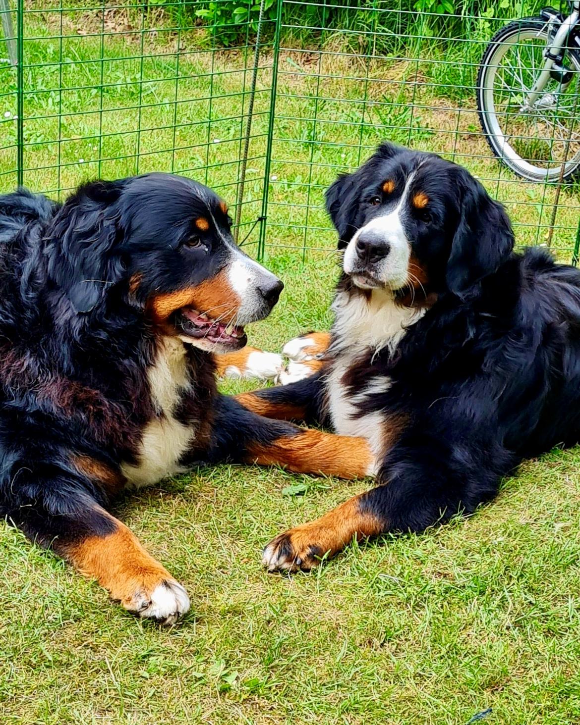 Berner sennenhund Bella billede 7