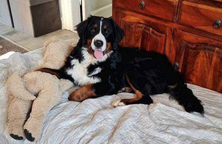 Berner sennenhund Bella billede 4