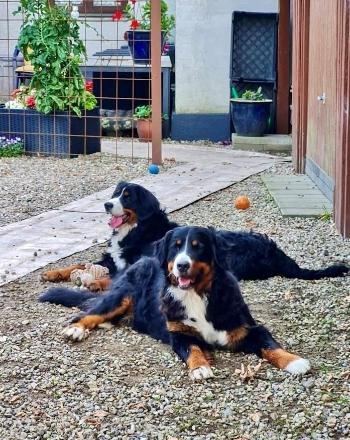 Berner sennenhund Bella billede 8