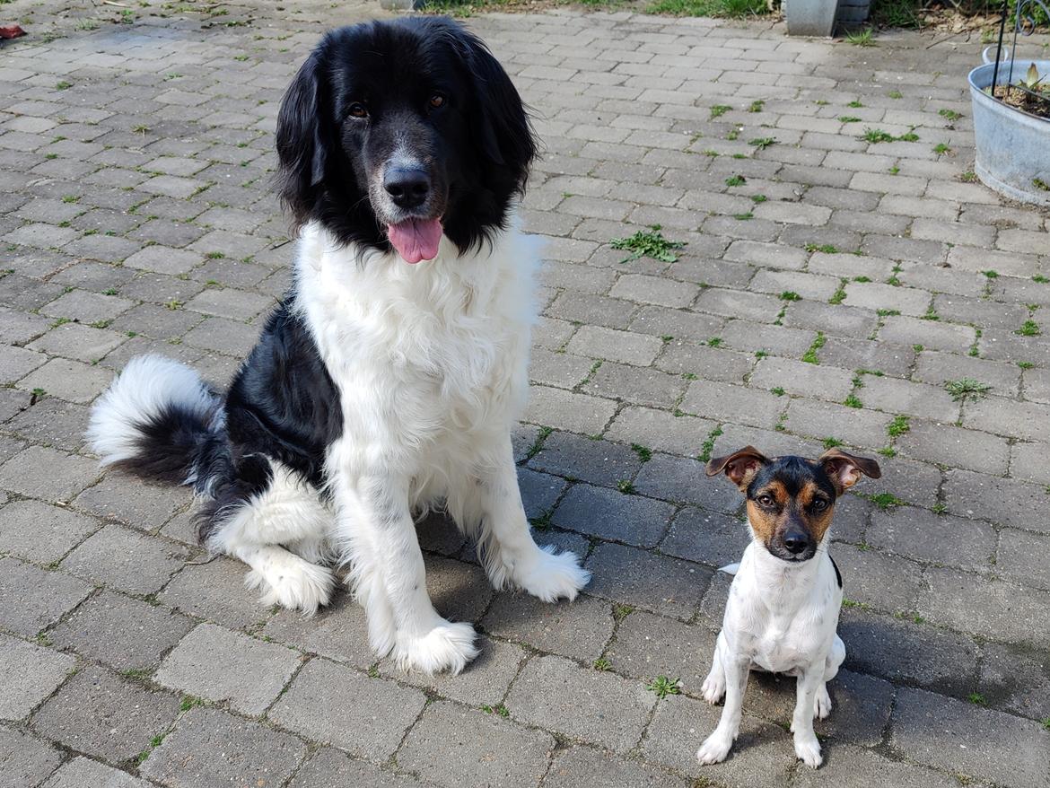 Landseer Borgmosegaards Memory Valkyrien (Jackie)  billede 16