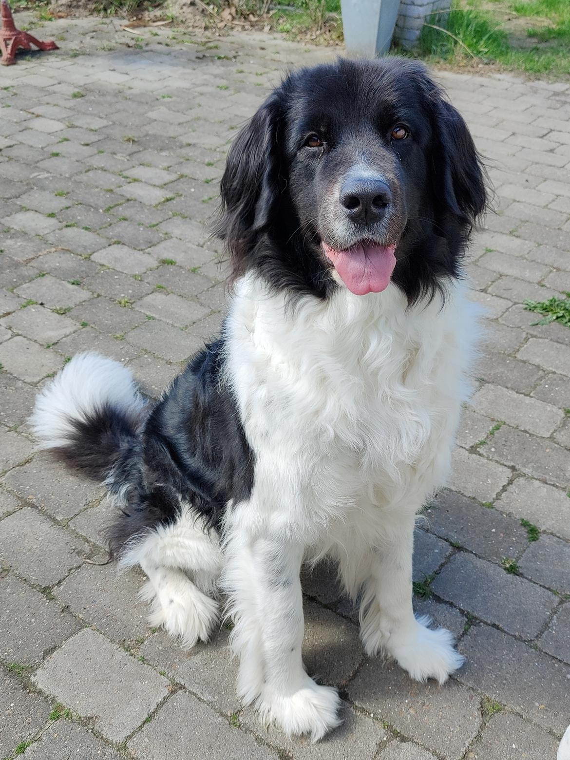 Landseer Borgmosegaards Memory Valkyrien (Jackie)  billede 15