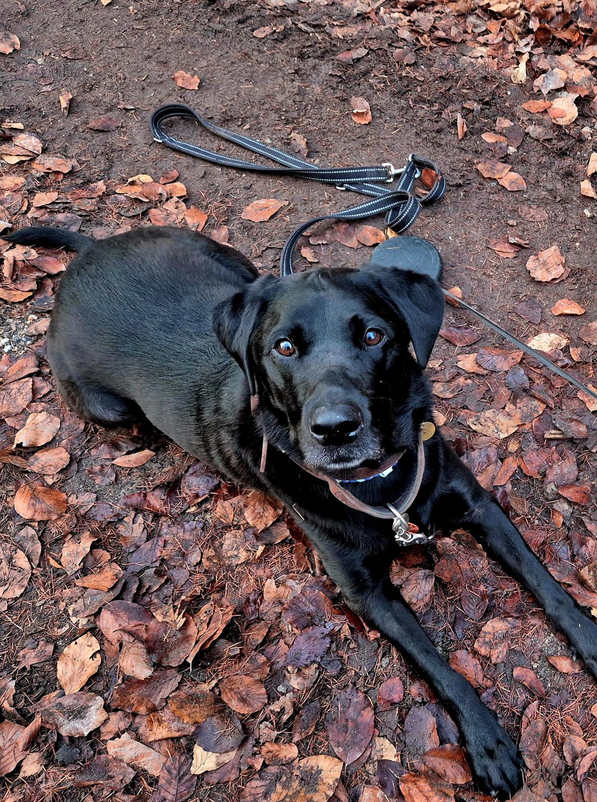 Labrador retriever Græskar * 16 03 2021 -  billede 1