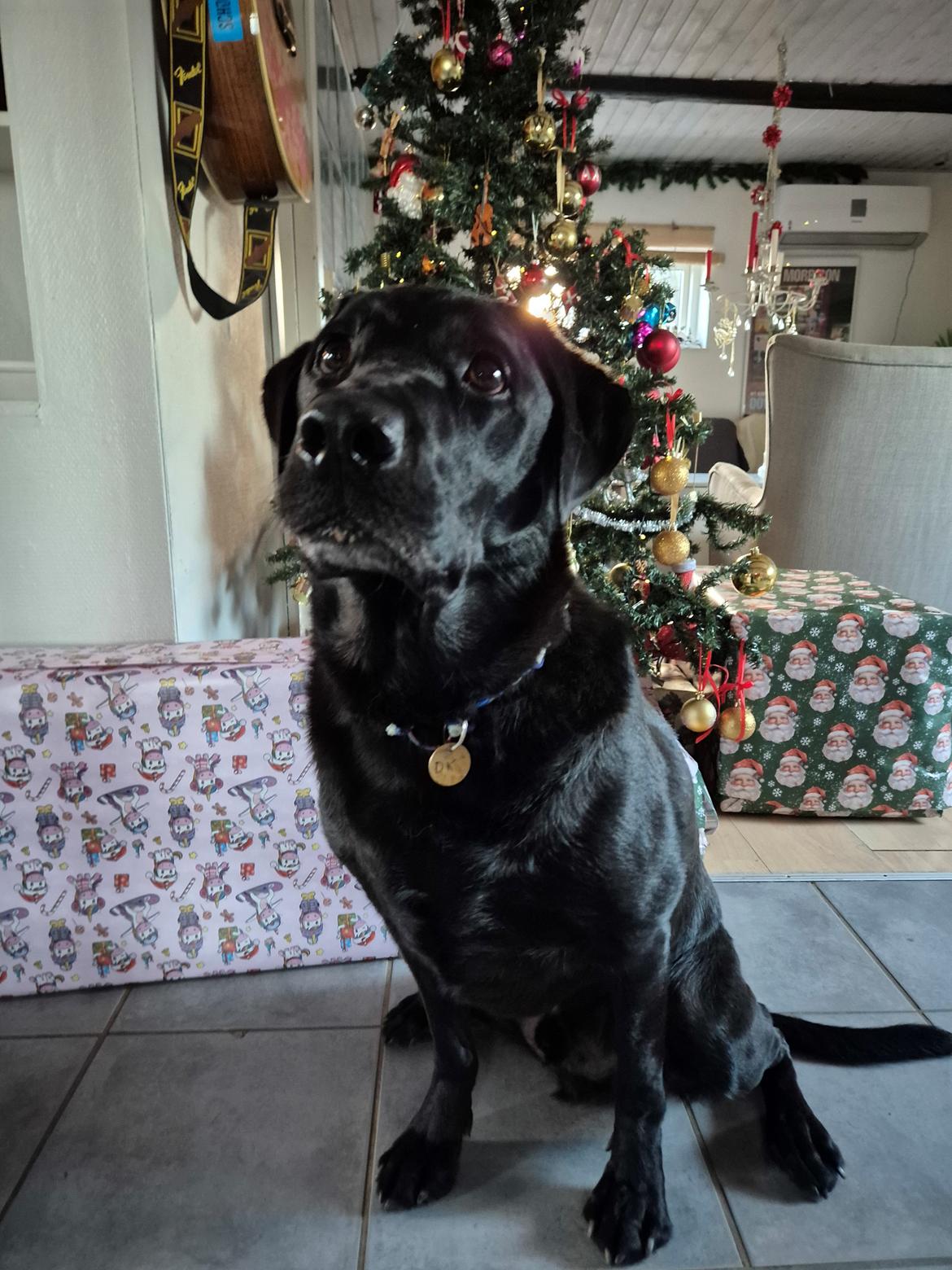 Labrador retriever Græskar * 16 03 2021 -  billede 2