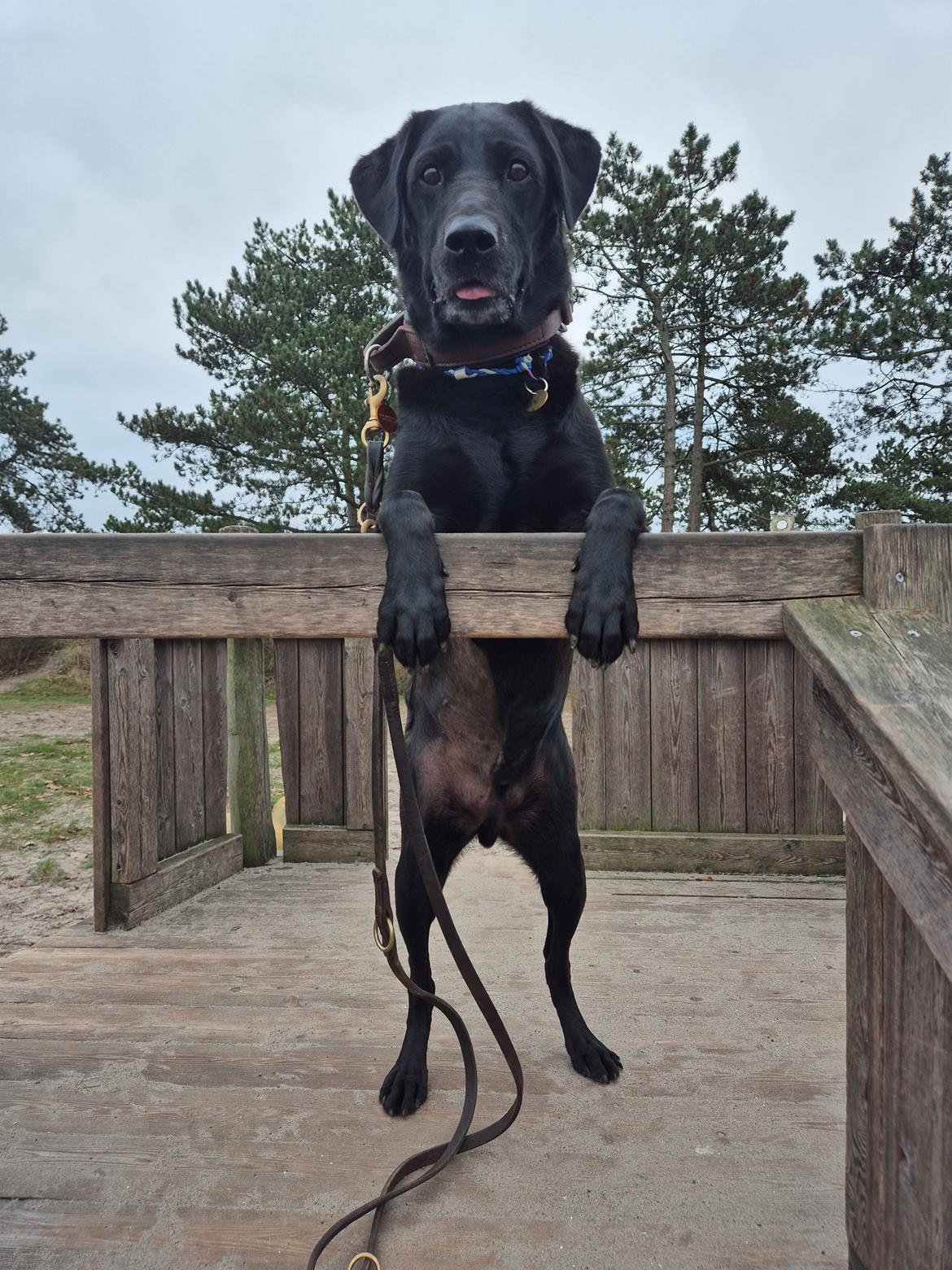 Labrador retriever Græskar * 16 03 2021 -  billede 4
