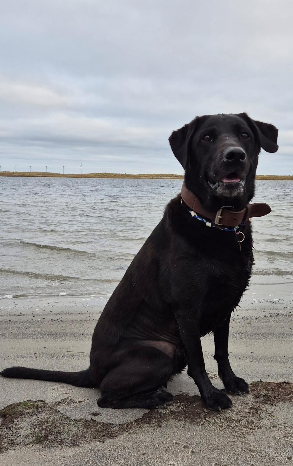 Labrador retriever Græskar * 16 03 2021 -  billede 3