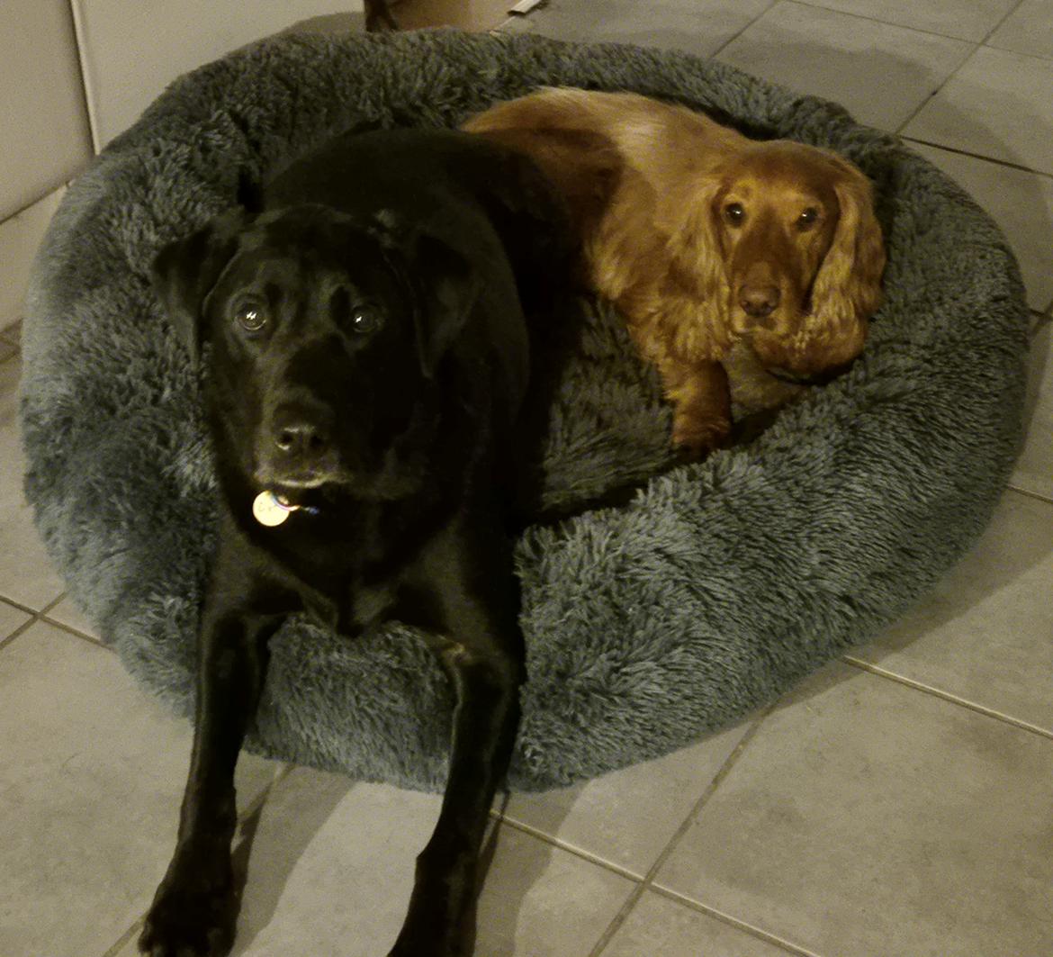 Labrador retriever Græskar * 16 03 2021 -  billede 5