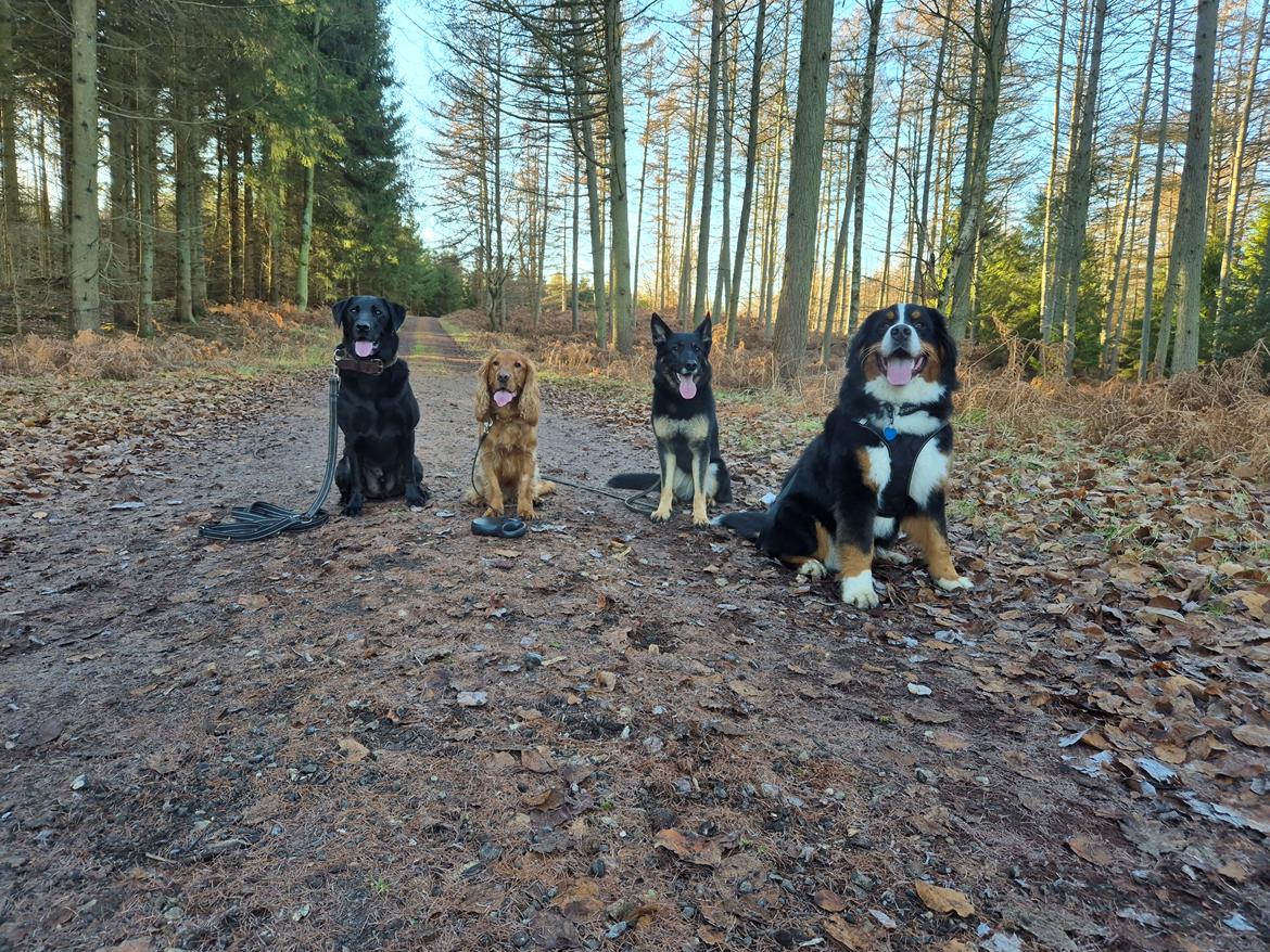 Labrador retriever Græskar * 16 03 2021 -  billede 6
