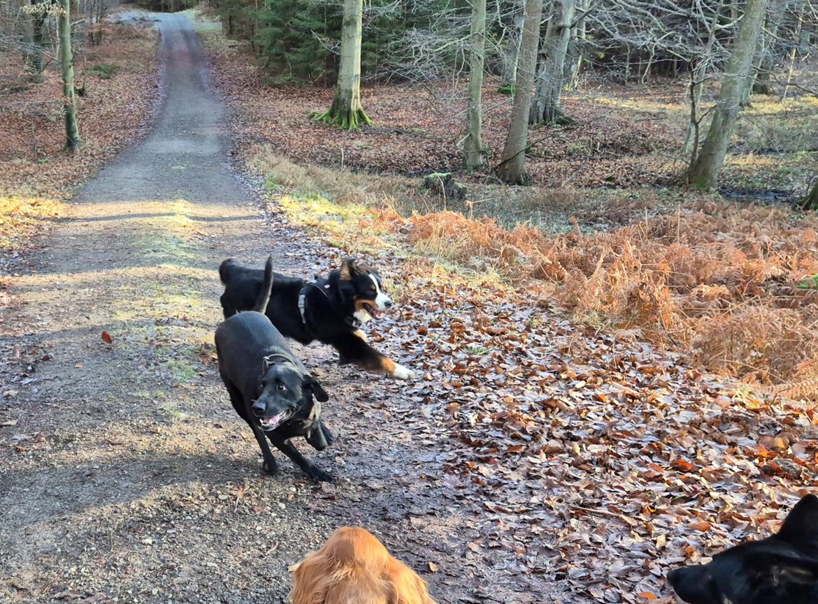 Labrador retriever Græskar * 16 03 2021 -  billede 7