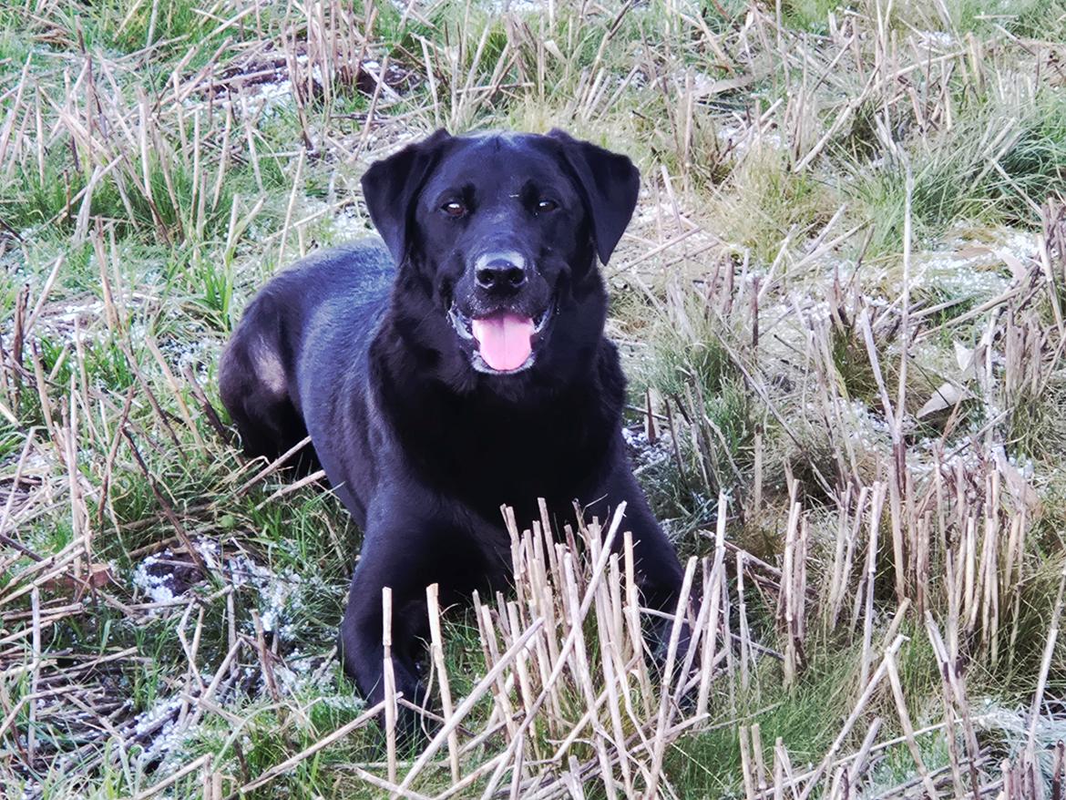 Labrador retriever Græskar * 16 03 2021 -  billede 8