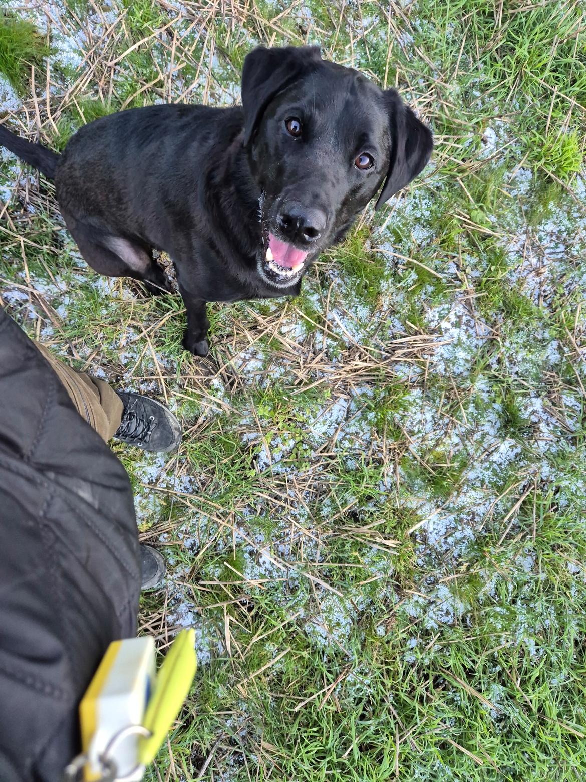 Labrador retriever Græskar * 16 03 2021 -  billede 9