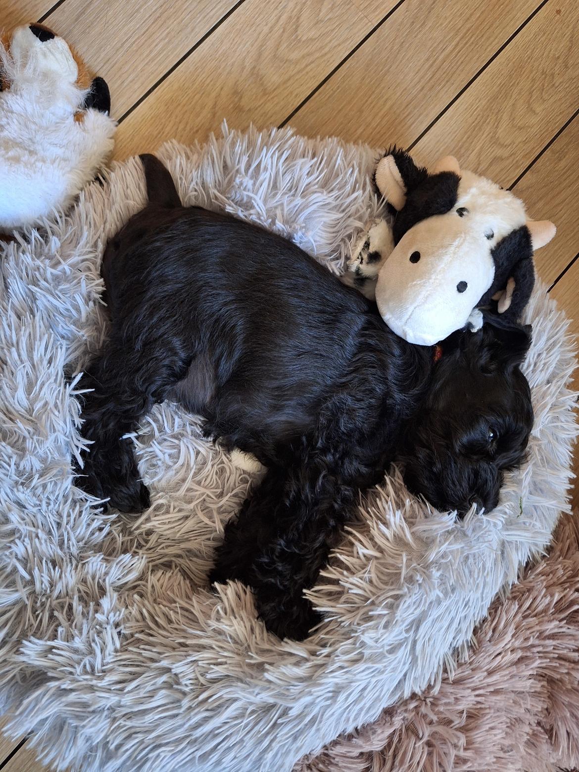 Dvaergschnauzer Alma billede 3