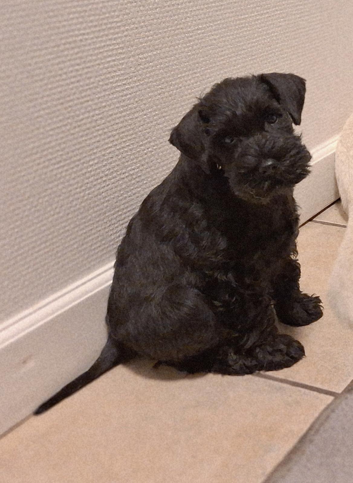 Dvaergschnauzer Alma billede 5