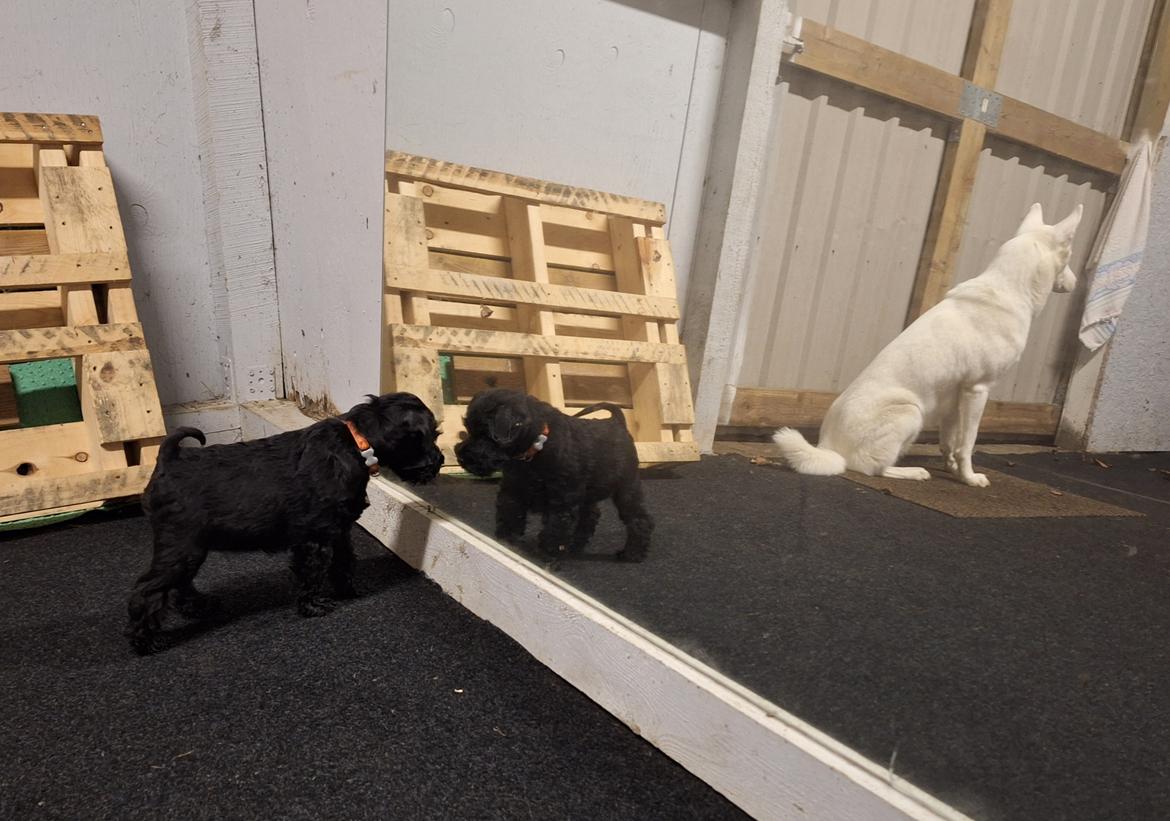 Dvaergschnauzer Alma billede 4