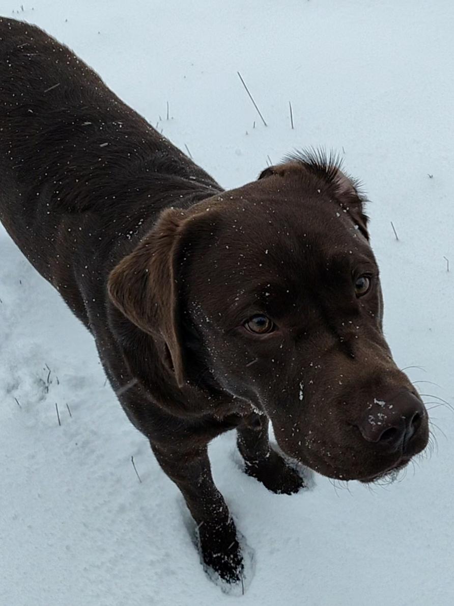 Labrador retriever Balder - 2. januar 2026 billede 44
