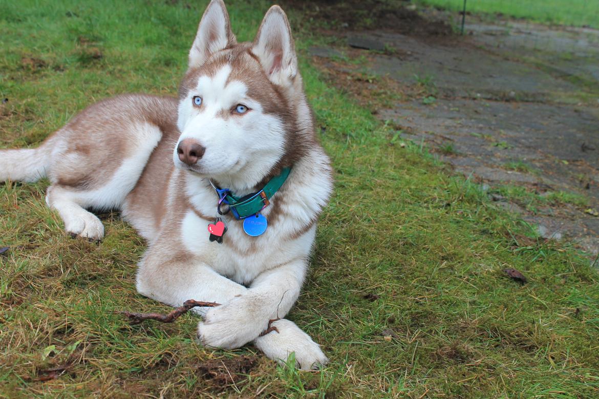 Siberian husky Murphy billede 28