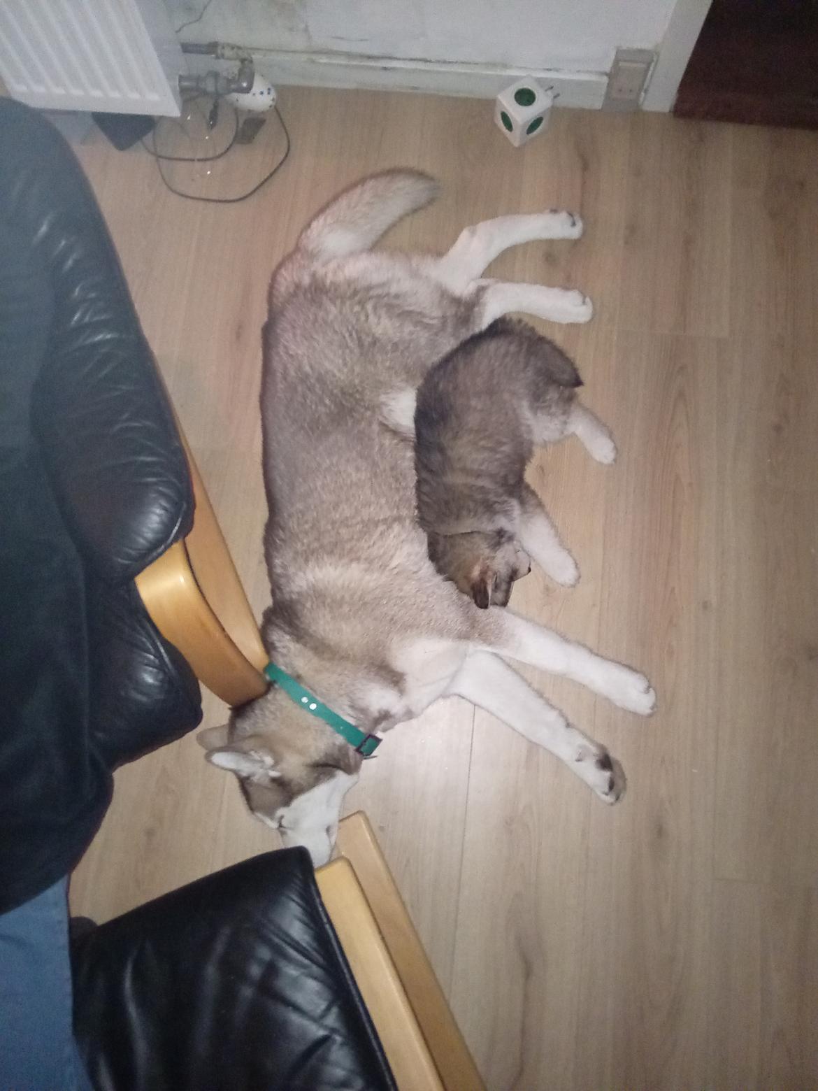 Siberian husky Murphy billede 29