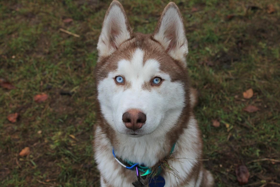 Siberian husky Murphy billede 30