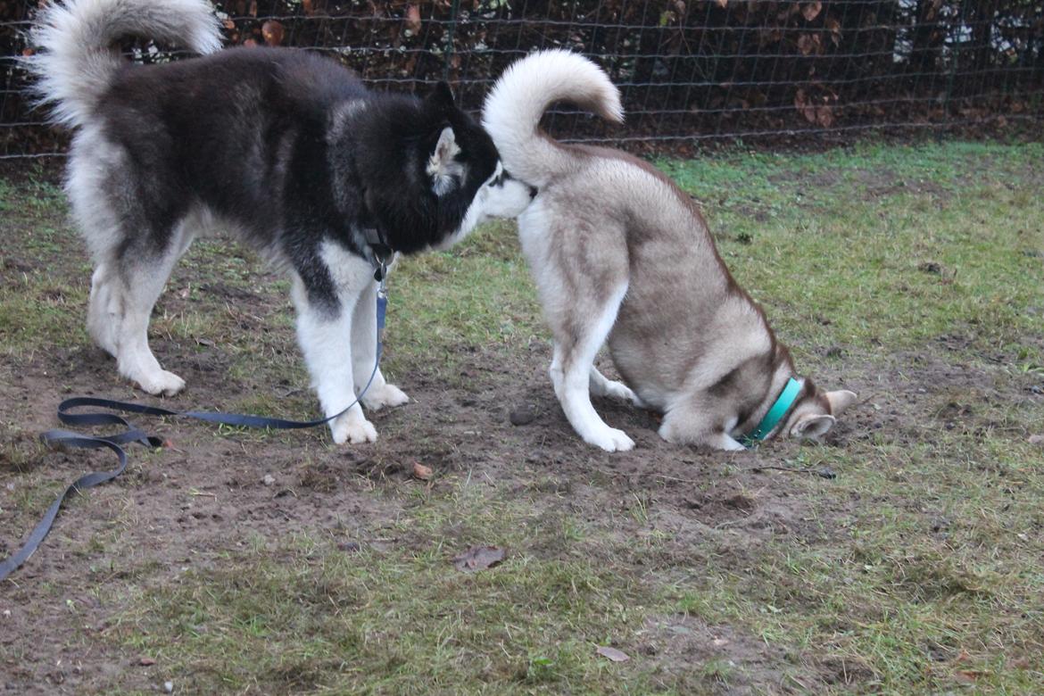 Siberian husky Murphy billede 31