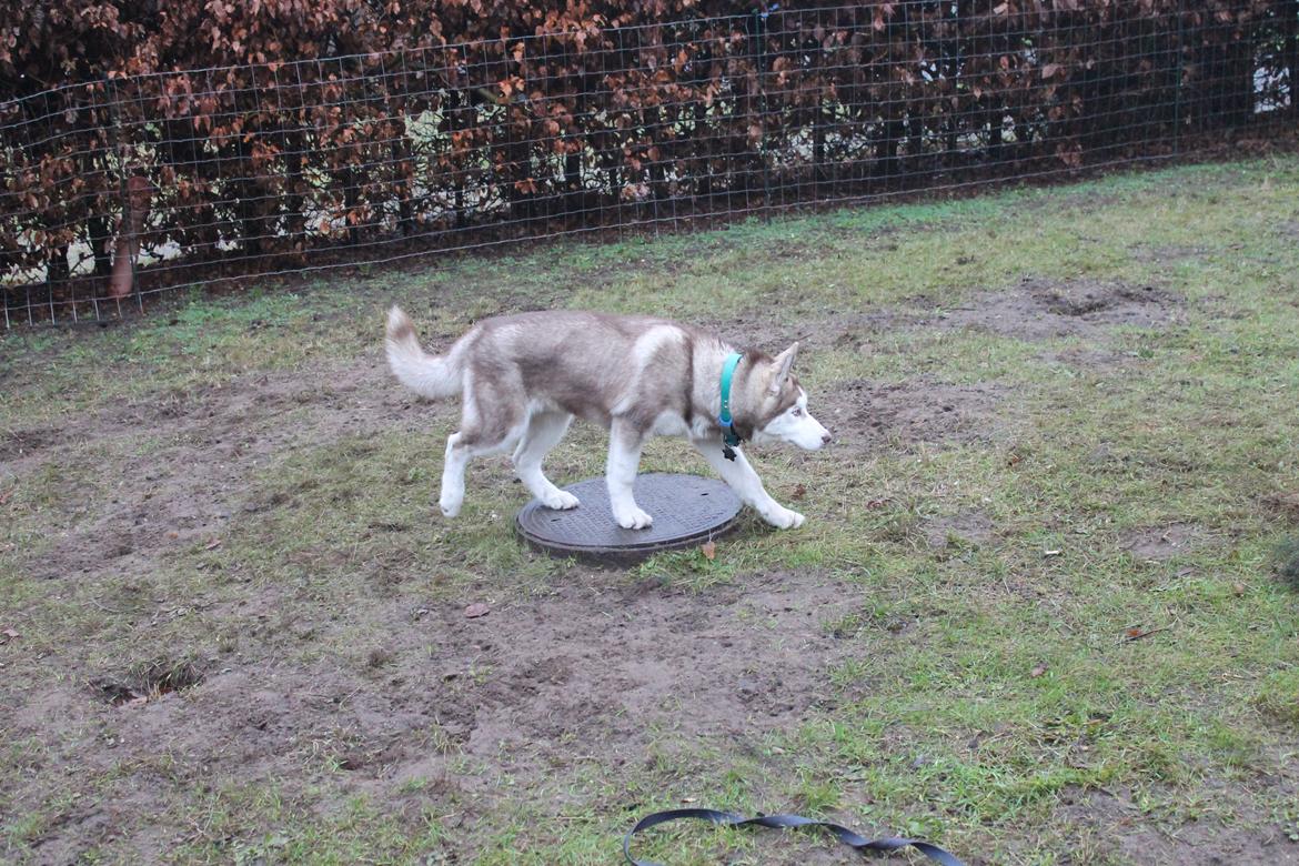 Siberian husky Murphy billede 32