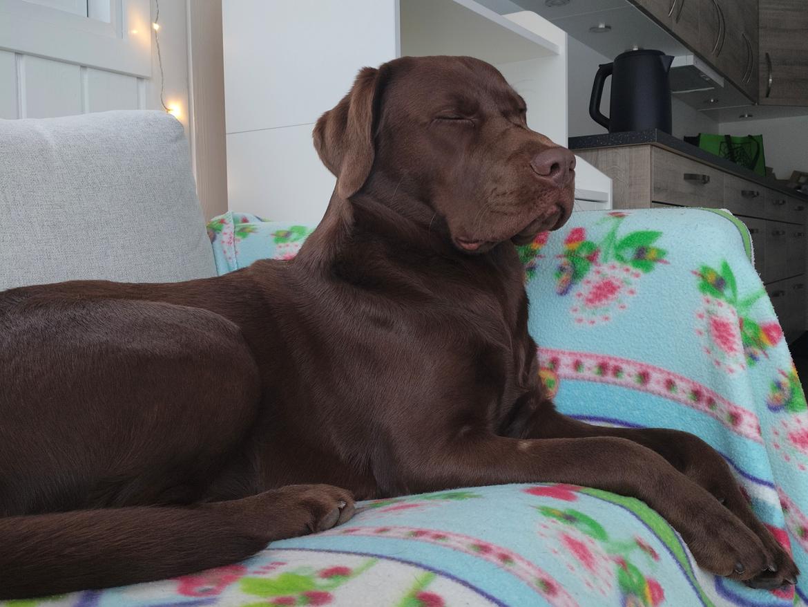 Labrador retriever Balder - 6. januar 2026 billede 46