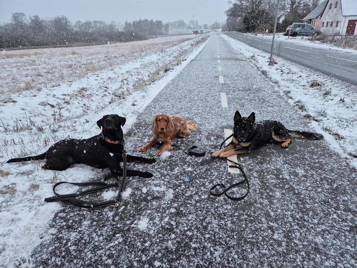 Labrador retriever Græskar * 16 03 2021 -  billede 10