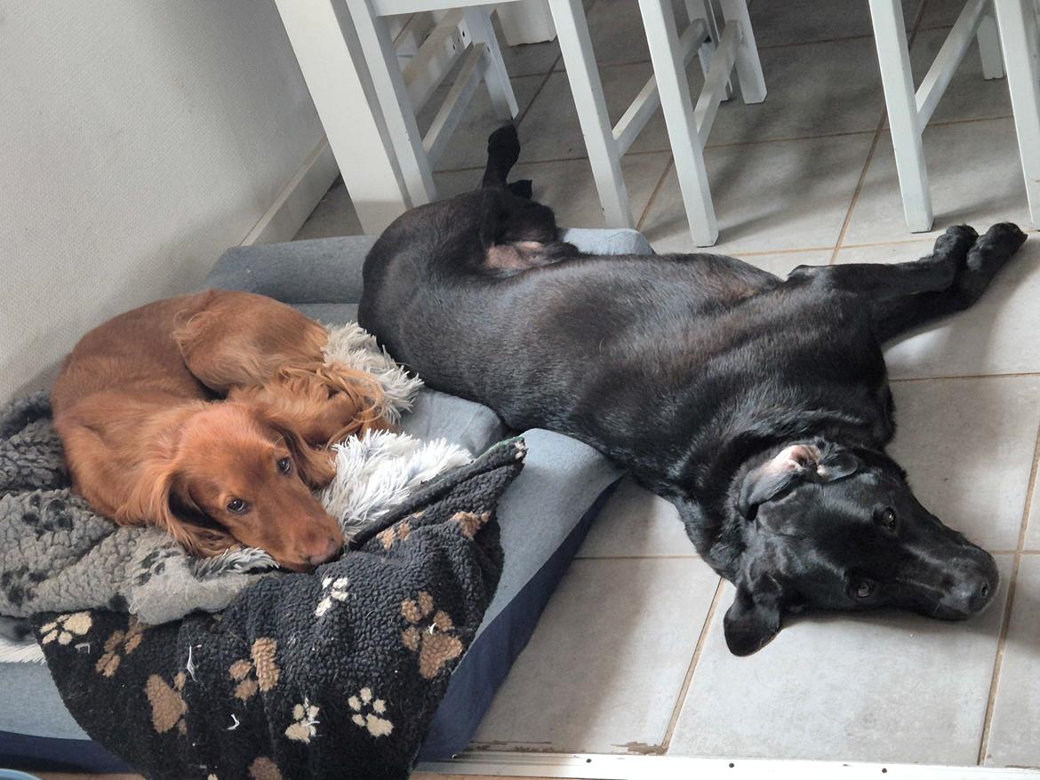 Labrador retriever Græskar * 16 03 2021 -  billede 11