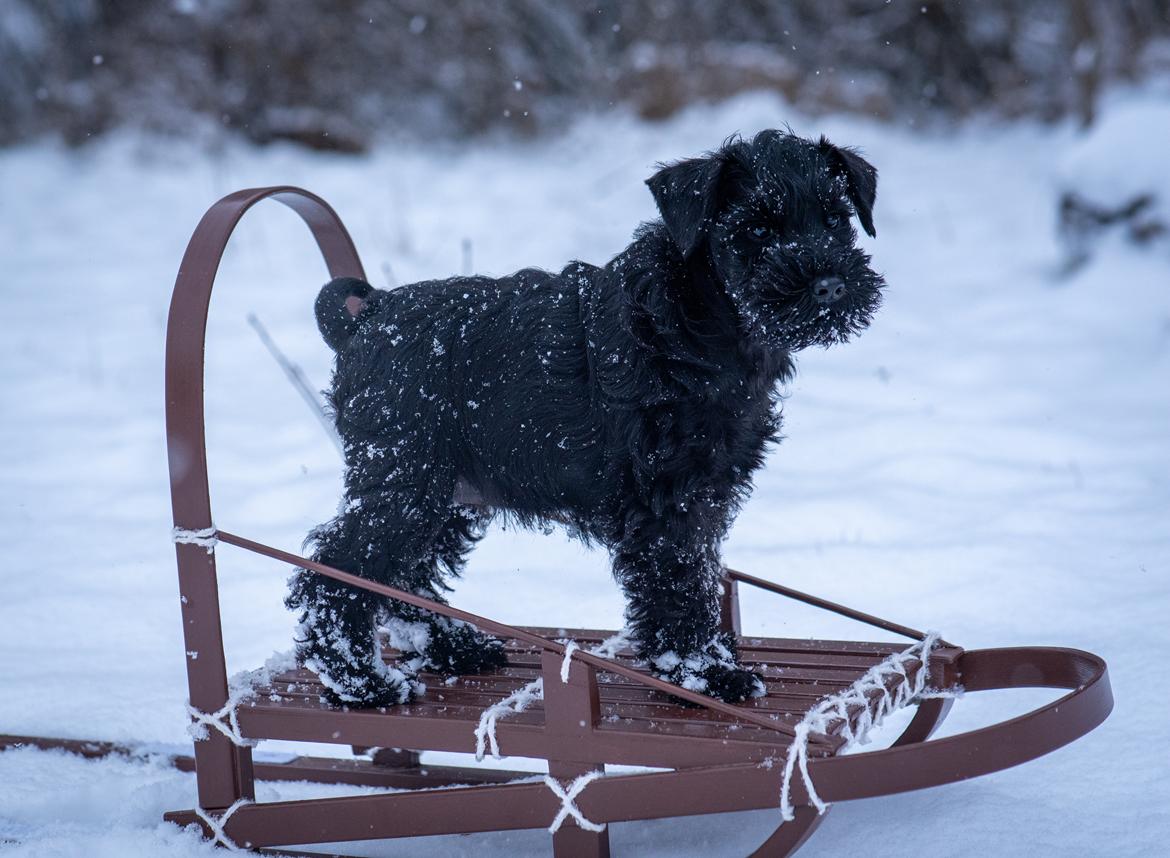 Dvaergschnauzer Alma billede 6