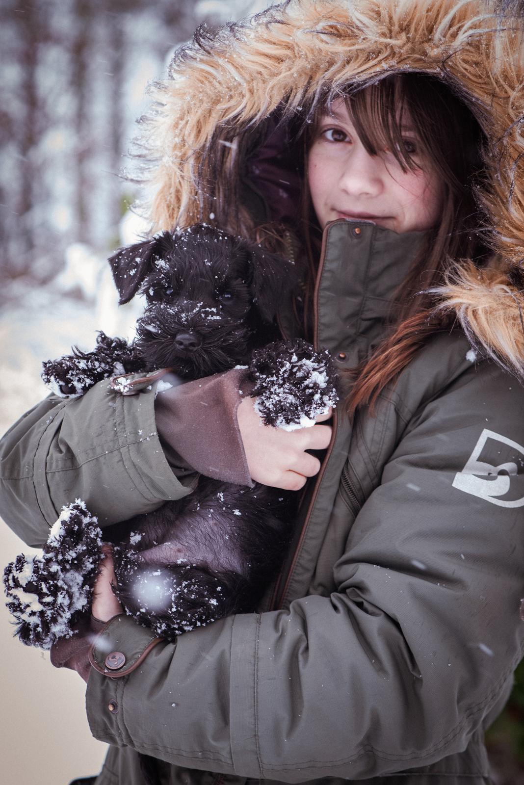 Dvaergschnauzer Alma billede 7