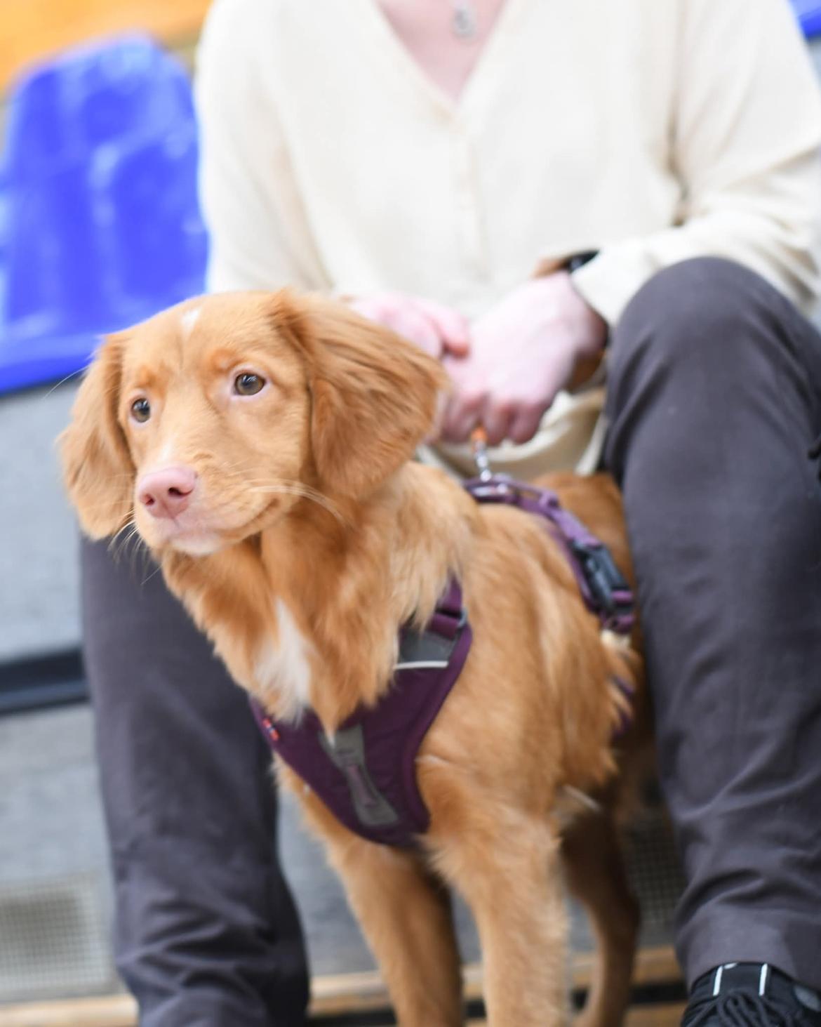 Nova scotia duck tolling retriever Koa billede 6