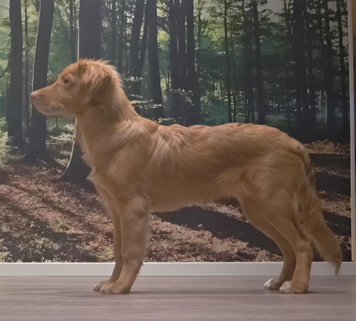 Nova scotia duck tolling retriever Koa billede 10