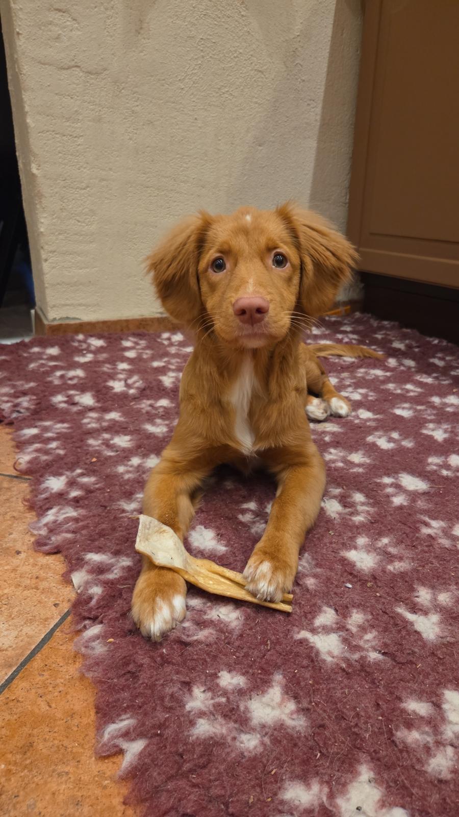 Nova scotia duck tolling retriever Koa billede 16